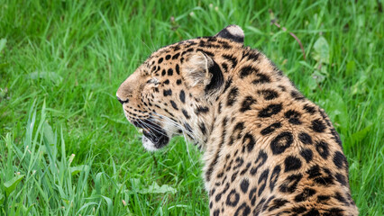 Obraz premium Close-Up Critically Endangered Amur Leopard