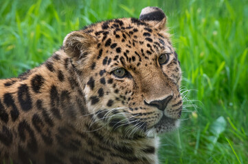 Close-Up Critically Endangered Amur Leopard
