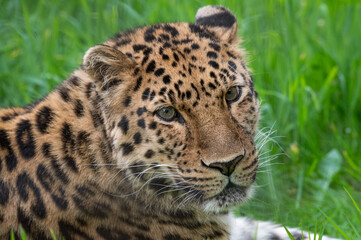 Close-Up Critically Endangered Amur Leopard