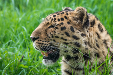 Close-Up Critically Endangered Amur Leopard