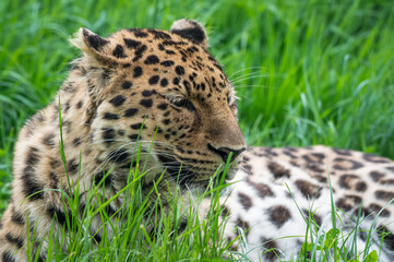 Close-Up Critically Endangered Amur Leopard
