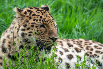 Obraz premium Close-Up Critically Endangered Amur Leopard