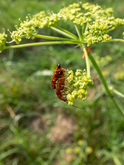 Couple of the common red soldier beetle (Rhagonycha fulva) mating on a flower in a meadow in summer