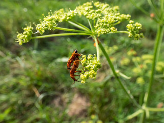 Couple of the common red soldier beetle (Rhagonycha fulva) mating on a flower in a meadow in summer