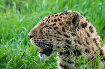 Close-Up Critically Endangered Amur Leopard