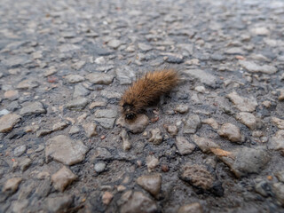 Caterpillar of the Ruby tiger (Phragmatobia fuliginosa) crawling on asphalt surface in early spring