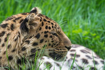 Close-Up Critically Endangered Amur Leopard