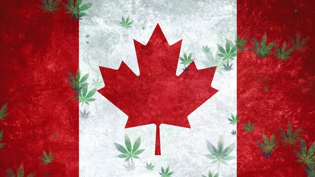 A large amount of cannabis rotate and fall slowly on a Canadian flag background. Green color marijuana cannabis icons on Canada Flag. Design mockup, smoke weed drug, weed legalization Canada concept