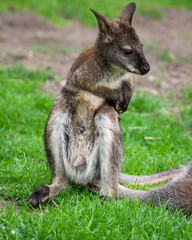 Naklejka premium Baby Wallaby Sitting on the Ground