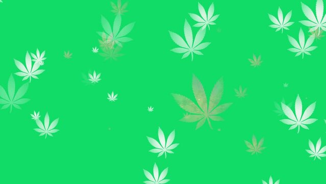 A large amount of cannabis floating on a green screen. The marijuana icon is white and faded yellow. Cannabis, design mockup, smoke drug concept image