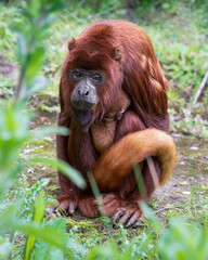 Close-Up Red Howler Monkey Sitting on the Ground with a Baby
