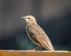 Young Starling Perched on a Bird Feeder