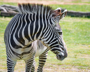 Fototapeta na wymiar Grevys Zebra Standing on Grass