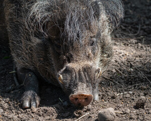 Visayan Warty Pig Sleeping on the Ground