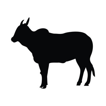 Vector silhouette of bull illustration on a white background. 