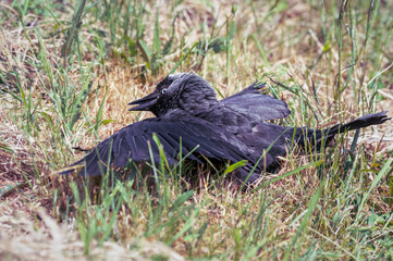 Jackdaw Soaking up the Sun