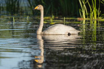 Whooper swan also known as the common swan - Cygnus cygnus with mute swan - Cygnus olor swimming on...