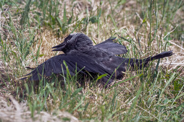 Jackdaw Soaking up the Sun