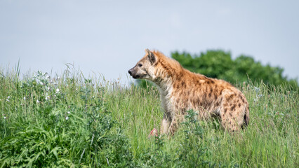Naklejka premium Hyhena Standing in Tall Grass