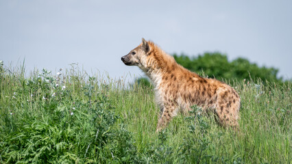Hyhena Standing in Tall Grass