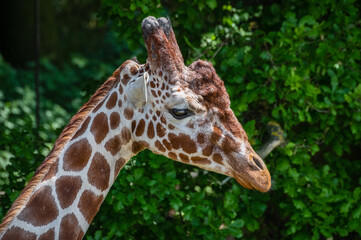 Close Up Rothschild Giraffe 