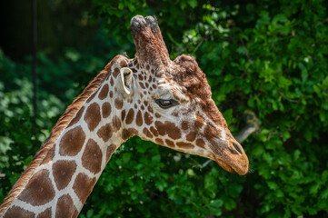 Close Up Rothschild Giraffe 