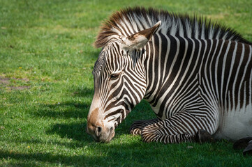 Grevy's Zebra Resting on Grass