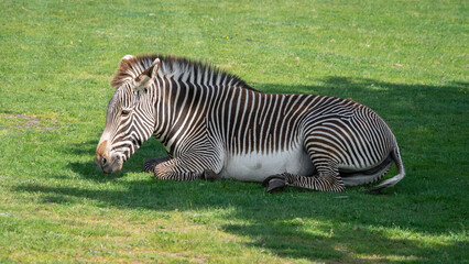 Grevy's Zebra Resting on Grass