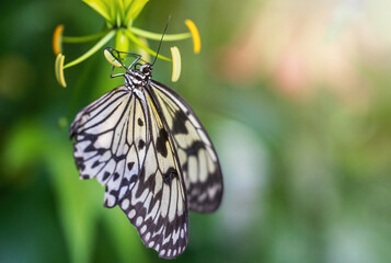 Macro photo of Malabar Tree Nymph butterfly (Idea malabarica) posing on flower. Horizontally. 