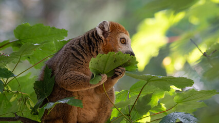 Crowned Lemur Climbing in a Tree