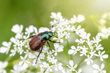 Macro photo of Garden beetle (Phyllopertha horticola) sitting on hemlock white plant. 
