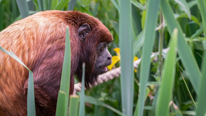 Close Up Red Howler Monkey