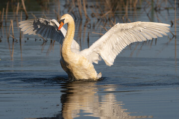 Mute swan - Cygnus olor with spread white wings on water. Photo from Milicz Ponds in Poland.