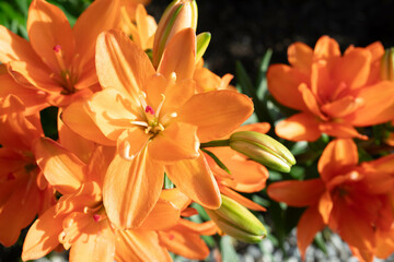 Obraz premium Orange Lilies in the Sunset Light
