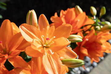 Orange Lilies in the Sunset Light