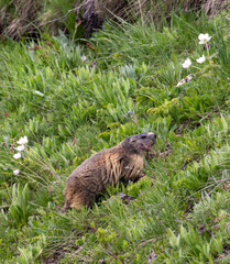 Marmotte dans le département des  Hautes Alpes en France