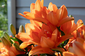 Orange Lilies in the Sun