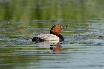 Common pochard - Aythya ferina swimming in water. Green water background. Photo from Milicz Ponds in Poland