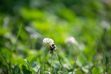 Bumble Bee Gathering Nectar