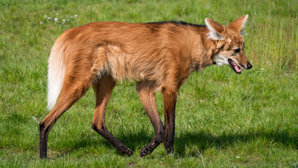 Obraz premium Adult Maned Wolf Standing on Grass
