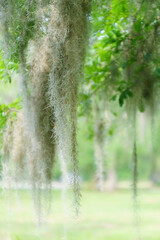 Beautiful Spanish Moss hanging from the branches of a Southern Live Oak tree