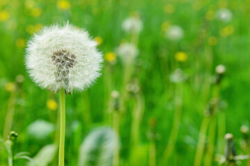 White dandelion flower growing in green grass, closeup