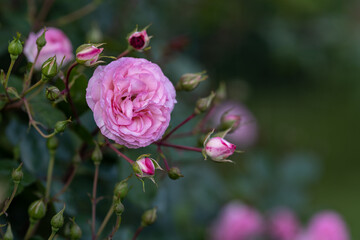 Pink rose flower on plant.
