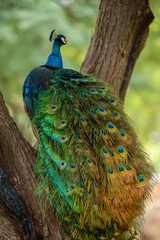 Peacock with colorful feathers in tree
