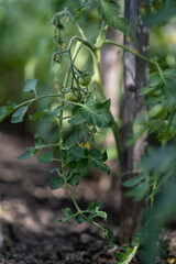 Green tomato fruits on the plant.