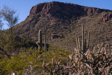 Arizona Mountain with Saguaro Cactus