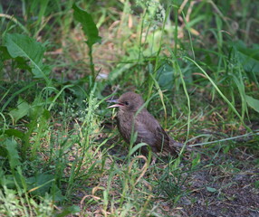 A grey starling with an open beak sits in the grass