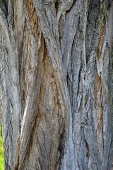 Obraz premium old wrinkled bark of a tree