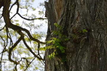 Obraz premium old wrinkled bark of a tree