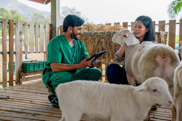 Asian farmer woman hug and take care sheep in stable and veterinarian man also support about...